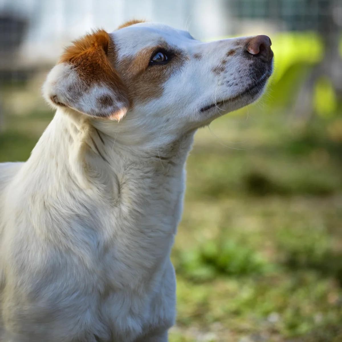 Mia, female Mixed Breed for adoption at Your Heart 4 Rescued Dogs, Yourheart4dogs — photo 7 of 12