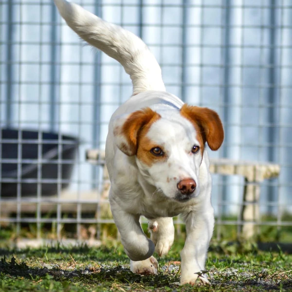 Mia, female Mixed Breed for adoption at Your Heart 4 Rescued Dogs, Yourheart4dogs — photo 8 of 12