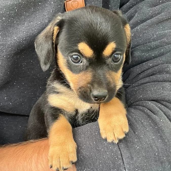 Mila, female puppy Dachshund for adoption at Your Heart 4 Rescued Dogs, Yourheart4dogs