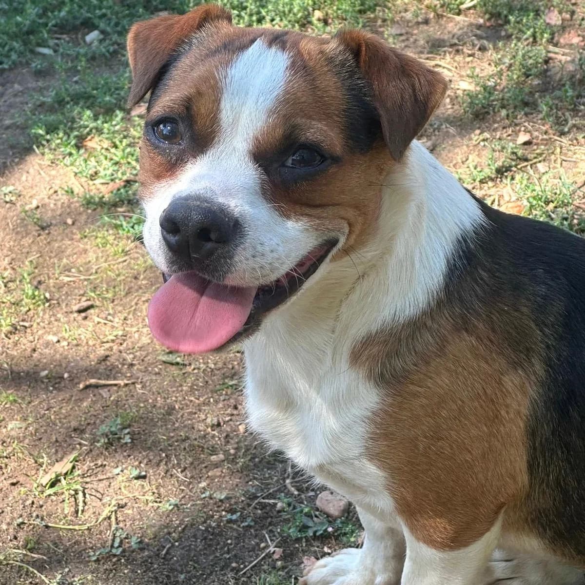 Milos, male young Mixed Breed for adoption at Your Heart 4 Rescued Dogs, Yourheart4dogs