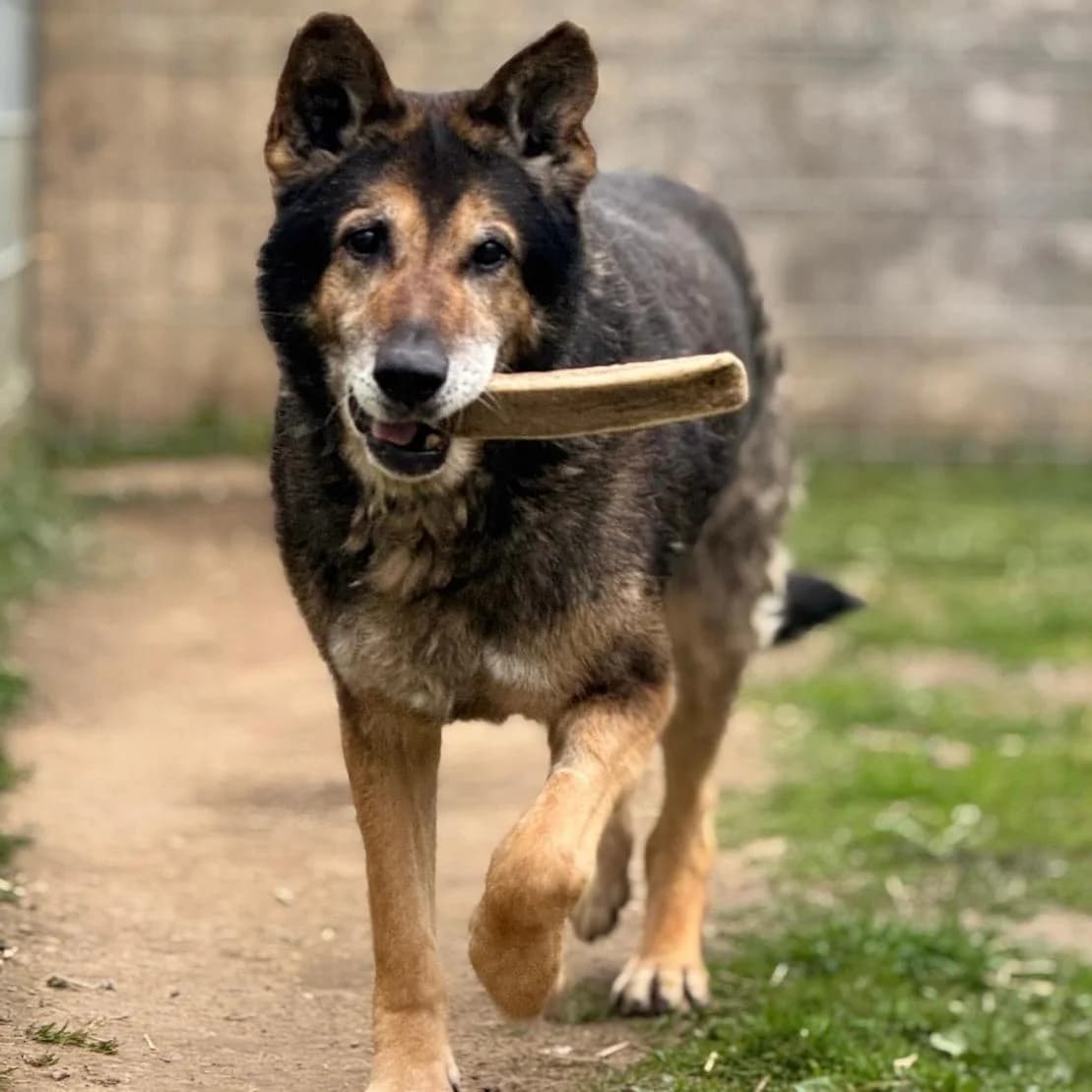 Nero,  senior German Shepherd for adoption at Your Heart 4 Rescued Dogs, Yourheart4dogs