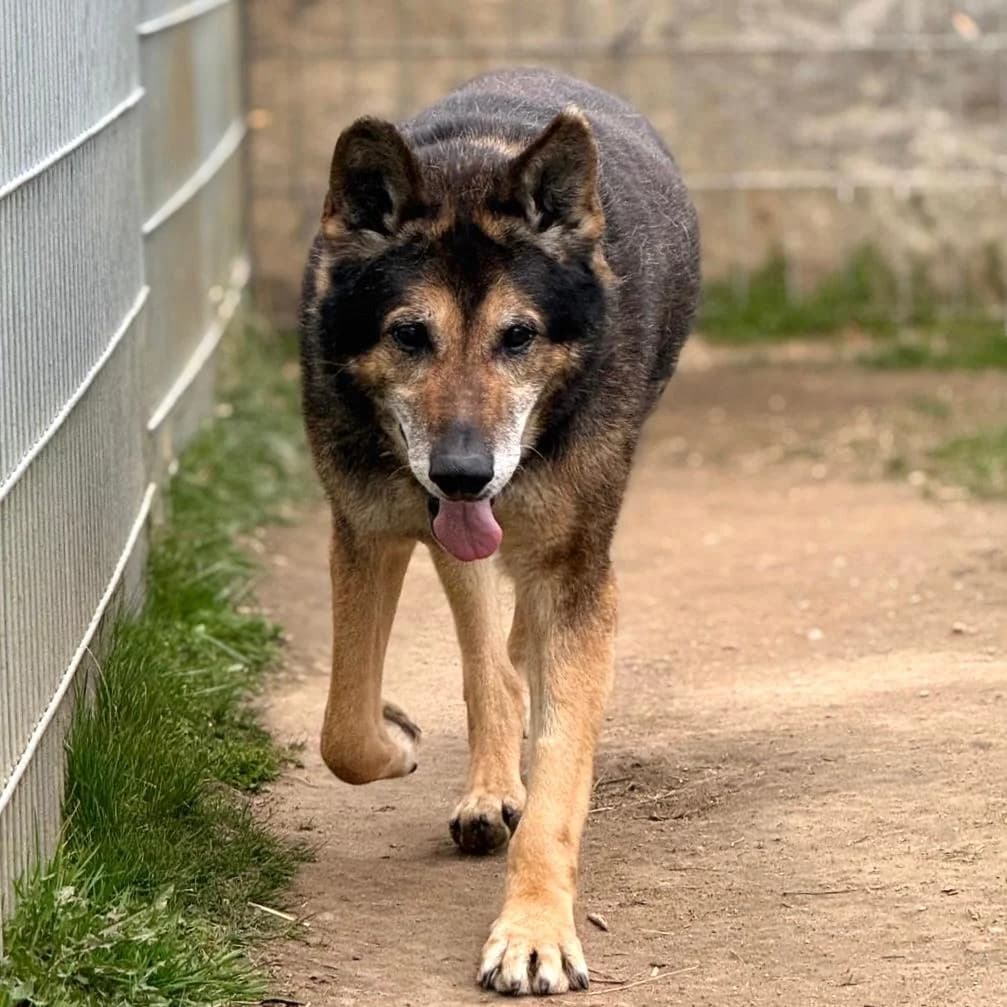 Nero,  German Shepherd for adoption at Your Heart 4 Rescued Dogs, Yourheart4dogs — photo 2 of 12