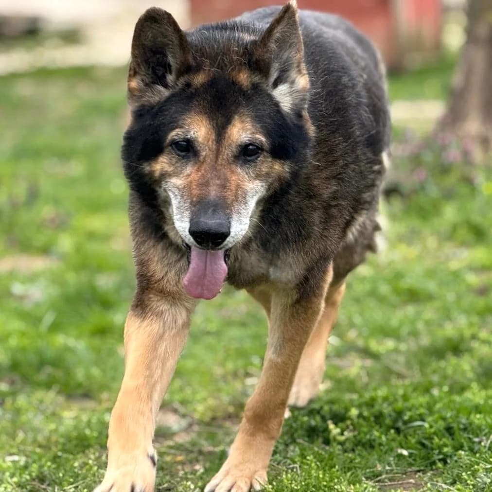 Nero,  German Shepherd for adoption at Your Heart 4 Rescued Dogs, Yourheart4dogs — photo 3 of 12