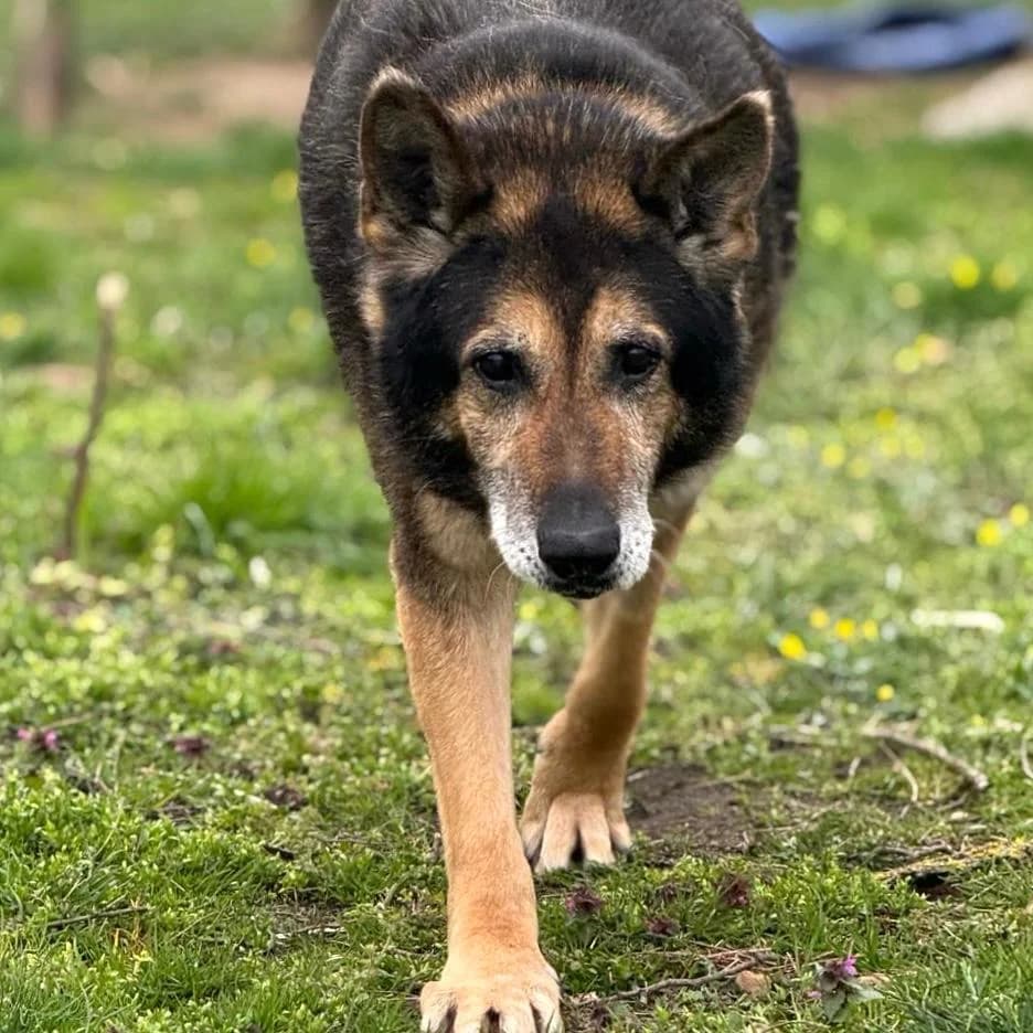 Nero,  German Shepherd for adoption at Your Heart 4 Rescued Dogs, Yourheart4dogs — photo 4 of 12