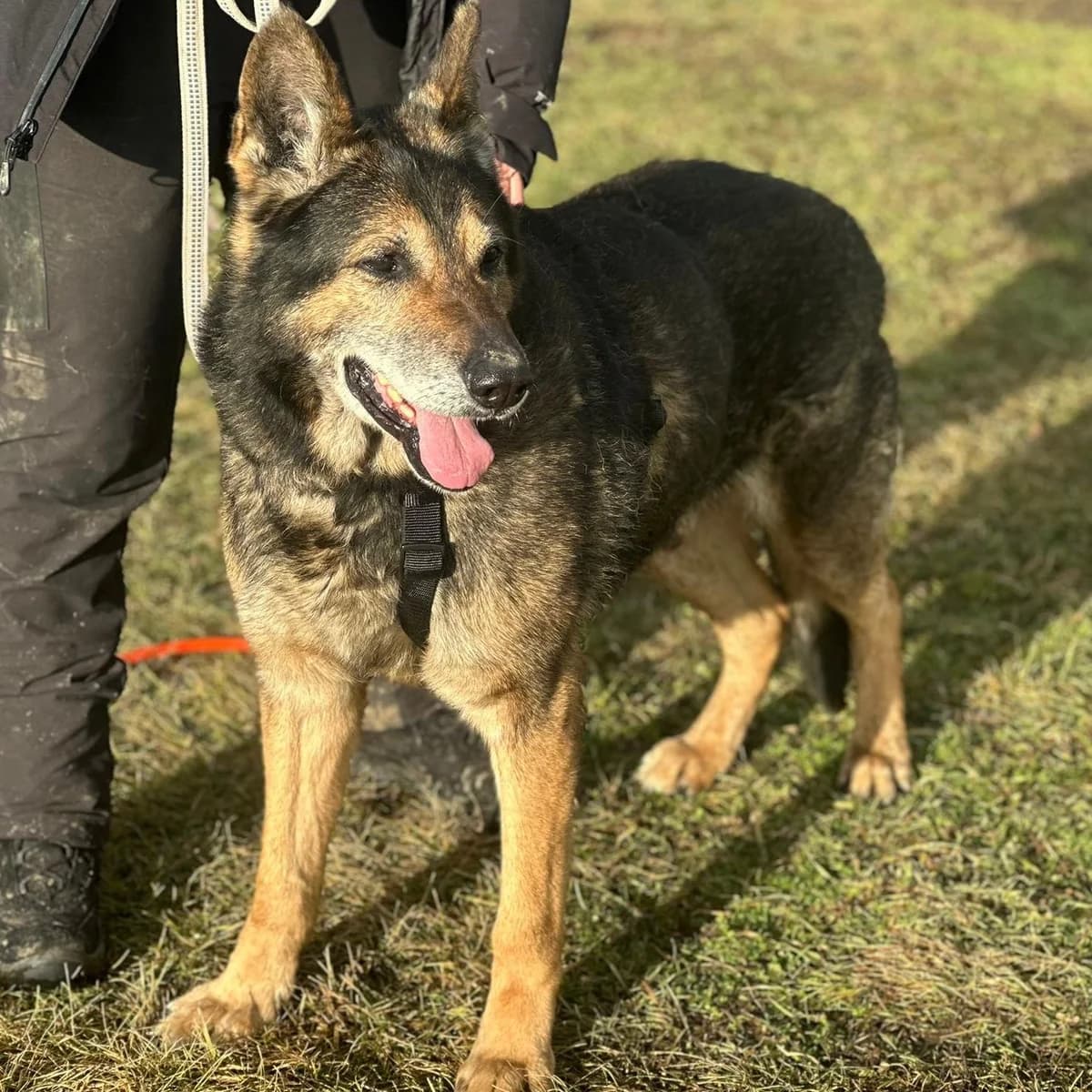 Nero,  senior German Shepherd for adoption at Your Heart 4 Rescued Dogs, Yourheart4dogs