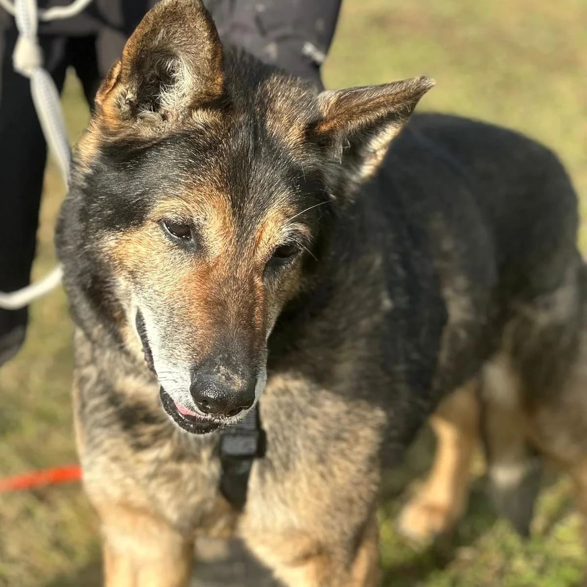 Nero,  German Shepherd for adoption at Your Heart 4 Rescued Dogs, Yourheart4dogs — photo 6 of 12