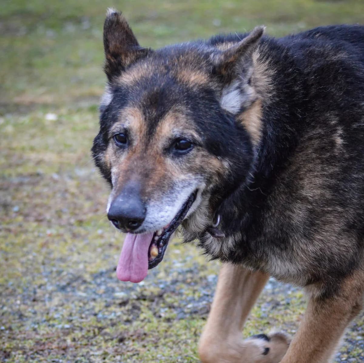 Nero,  German Shepherd for adoption at Your Heart 4 Rescued Dogs, Yourheart4dogs — photo 7 of 12