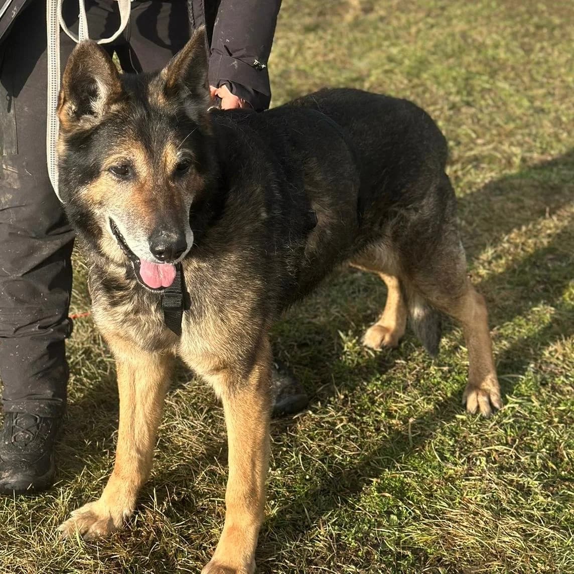 Nero,  German Shepherd for adoption at Your Heart 4 Rescued Dogs, Yourheart4dogs — photo 8 of 12