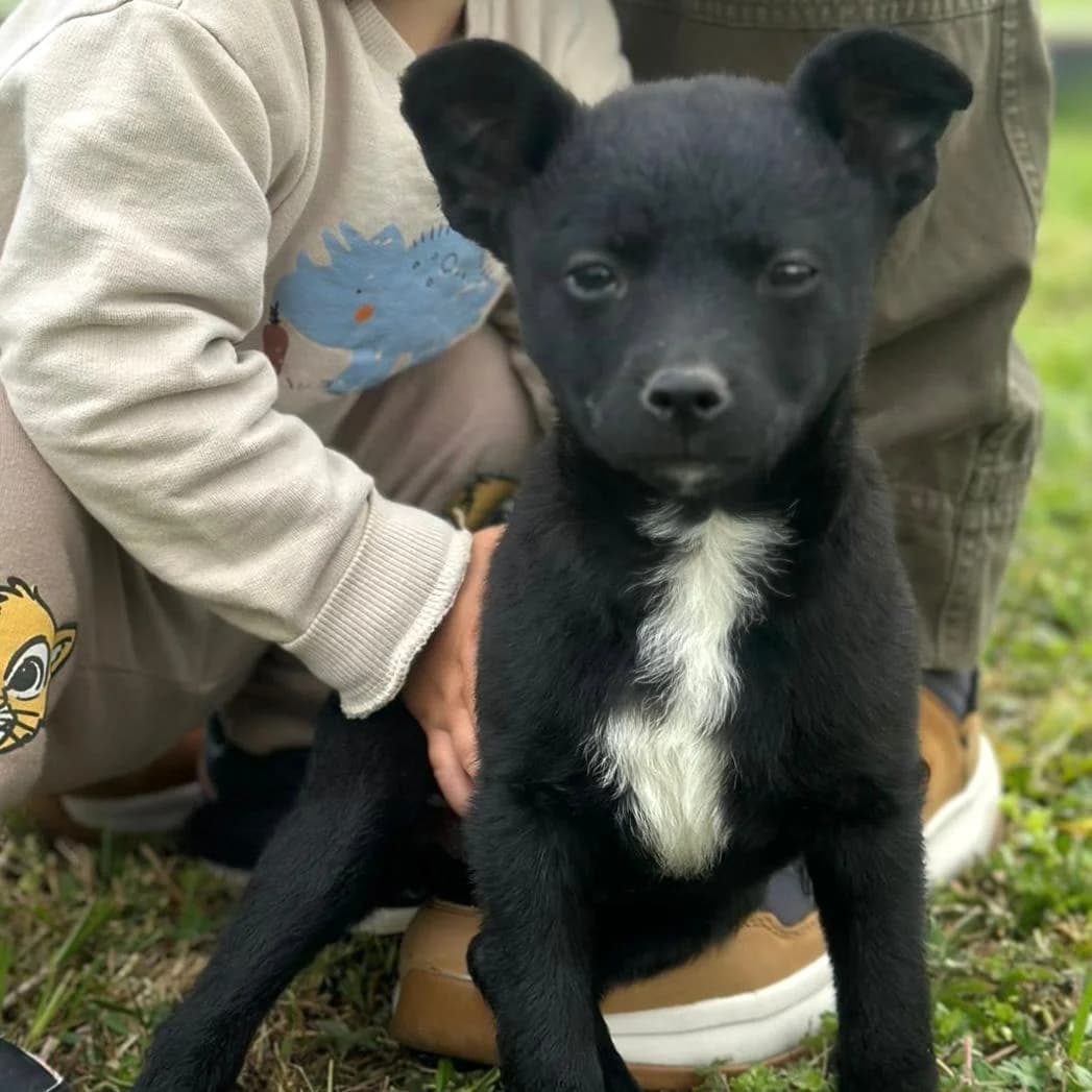 Nika, female puppy Mixed Breed for adoption at Your Heart 4 Rescued Dogs, Yourheart4dogs