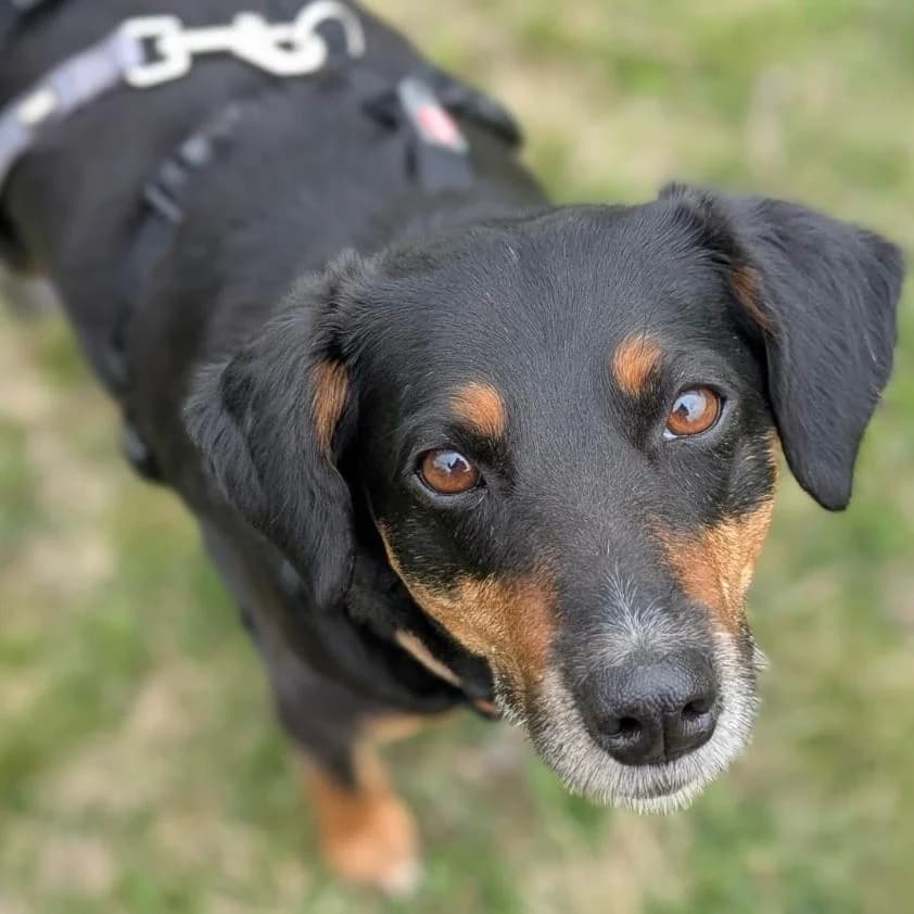 Nina, female Mixed Breed for adoption at Your Heart 4 Rescued Dogs, Yourheart4dogs