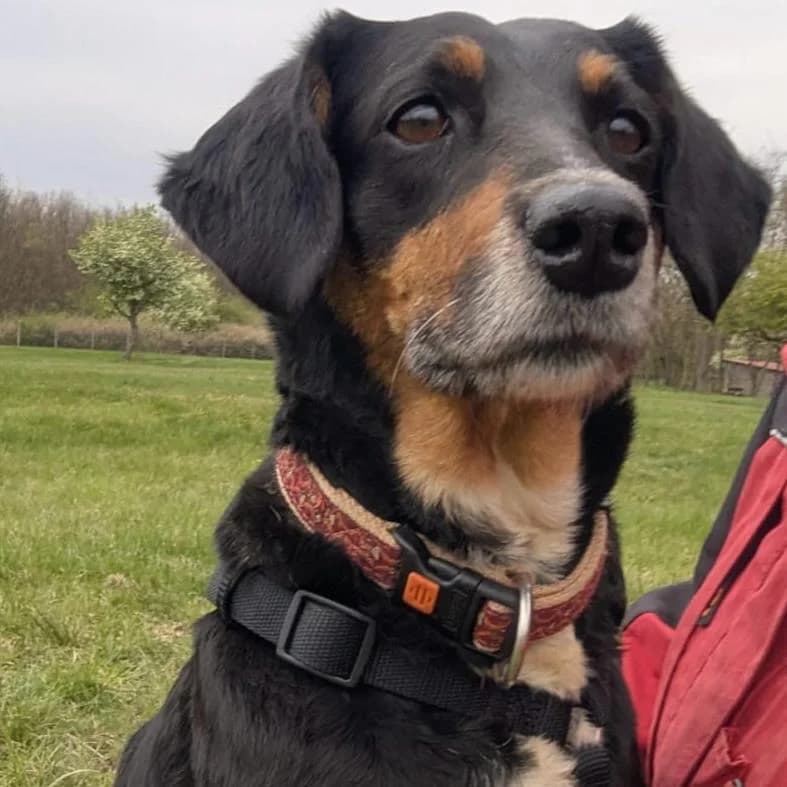 Nina, female Mixed Breed for adoption at Your Heart 4 Rescued Dogs, Yourheart4dogs — photo 2 of 8