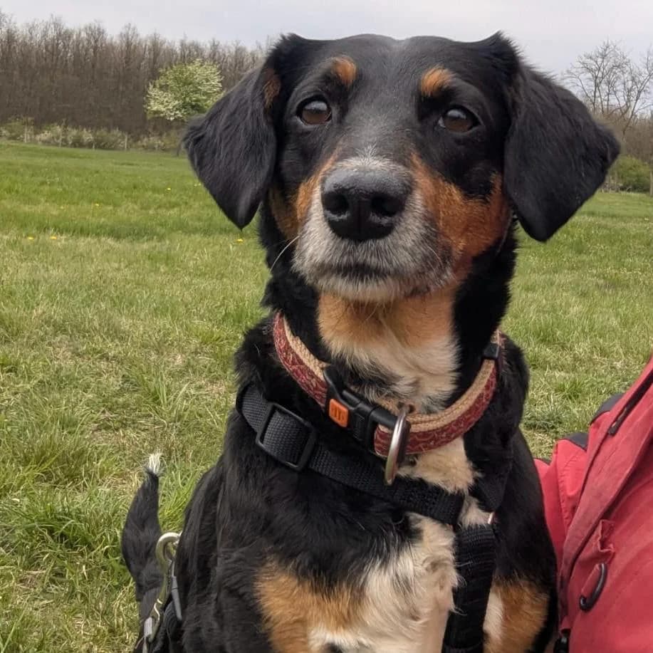 Nina, female Mixed Breed for adoption at Your Heart 4 Rescued Dogs, Yourheart4dogs — photo 3 of 8