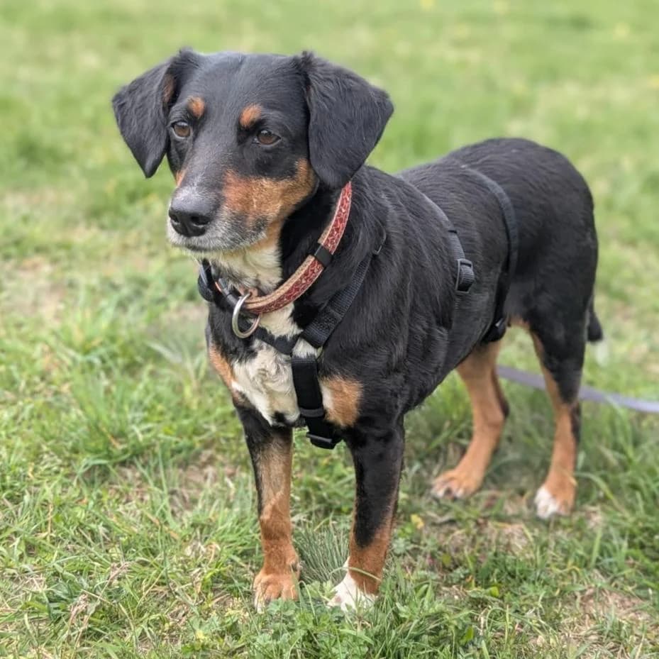 Nina, female Mixed Breed for adoption at Your Heart 4 Rescued Dogs, Yourheart4dogs — photo 4 of 8