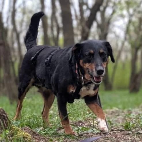 Nina, female Mixed Breed for adoption at Your Heart 4 Rescued Dogs, Yourheart4dogs — photo 5 of 8