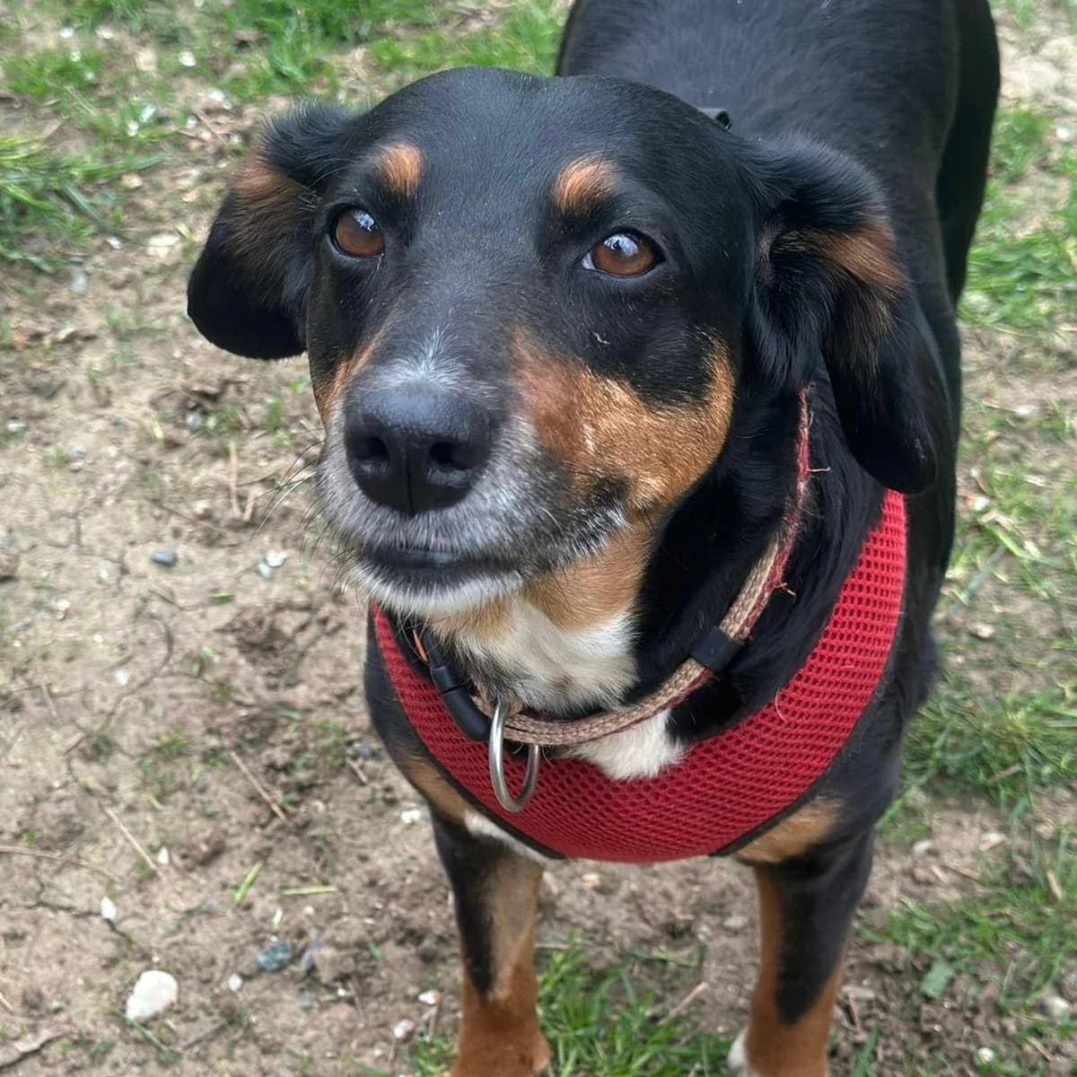 Nina, female Mixed Breed for adoption at Your Heart 4 Rescued Dogs, Yourheart4dogs — photo 6 of 8