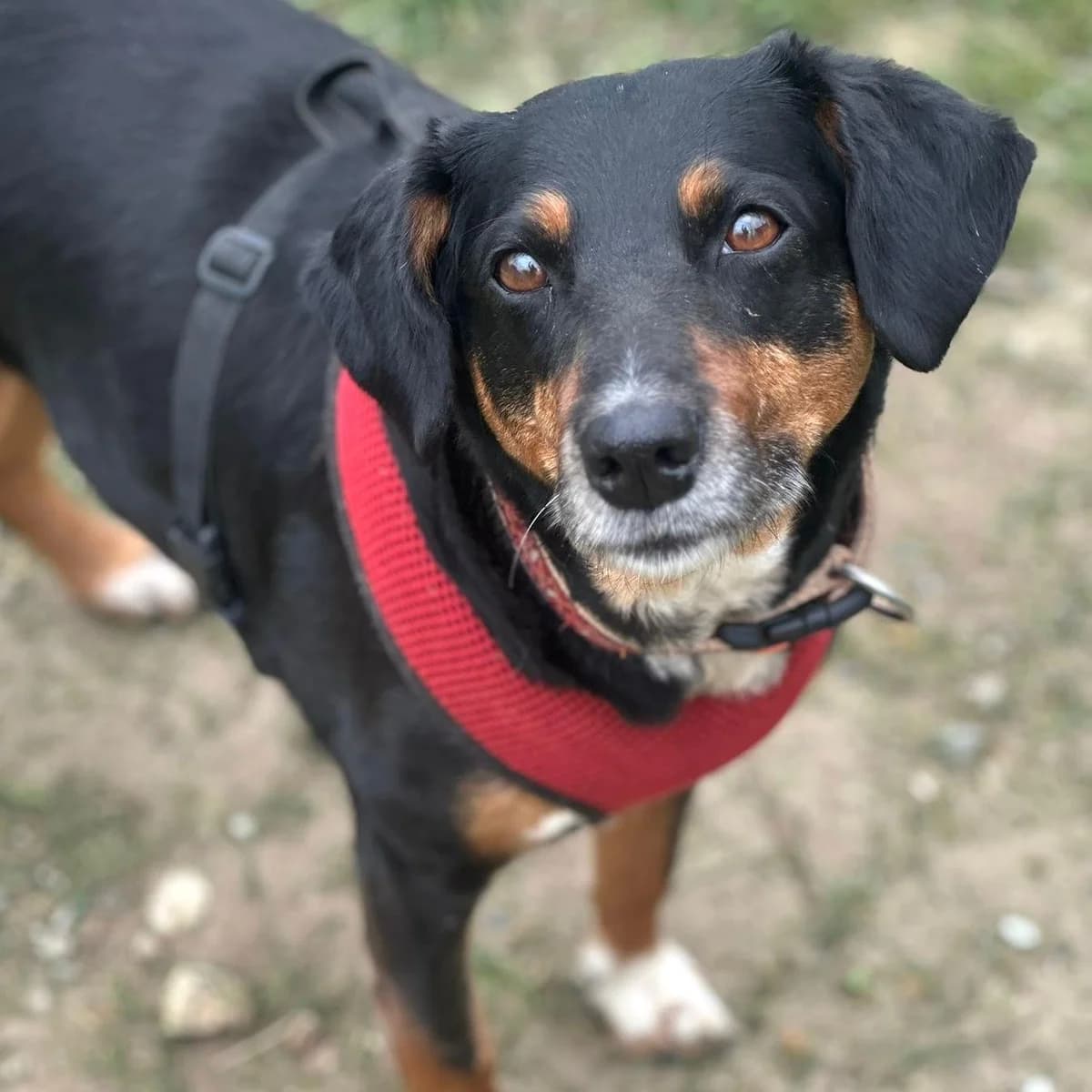 Nina, female Mixed Breed for adoption at Your Heart 4 Rescued Dogs, Yourheart4dogs — photo 7 of 8