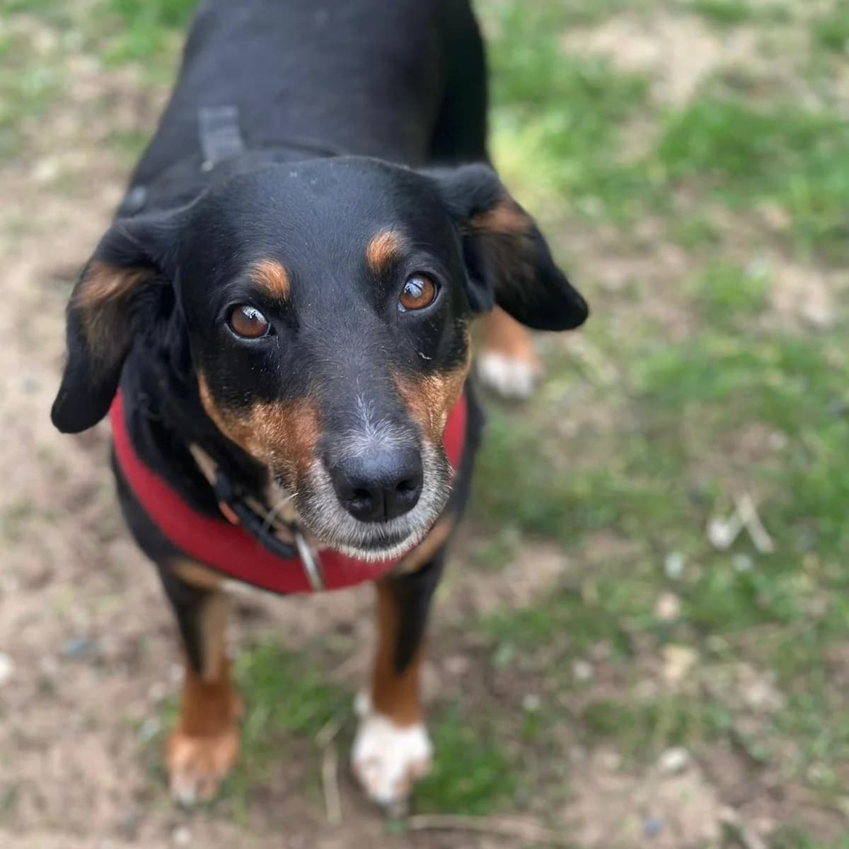 Nina, female Mixed Breed for adoption at Your Heart 4 Rescued Dogs, Yourheart4dogs — photo 8 of 8