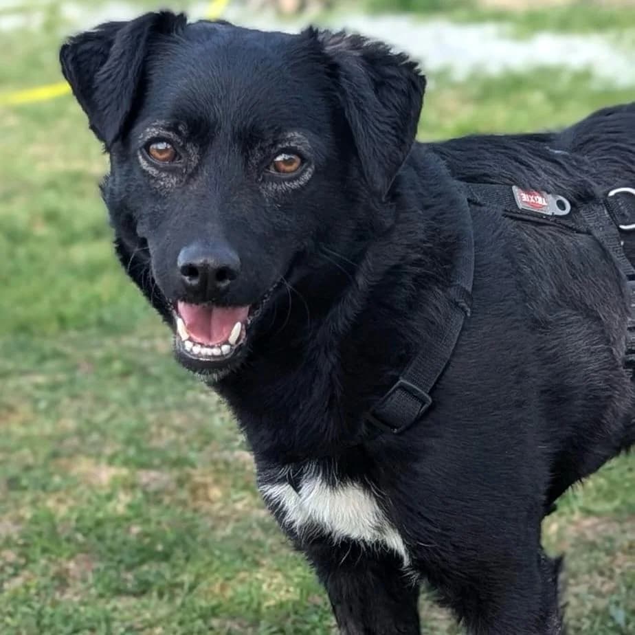 Ole, male Mixed Breed for adoption at Your Heart 4 Rescued Dogs, Yourheart4dogs