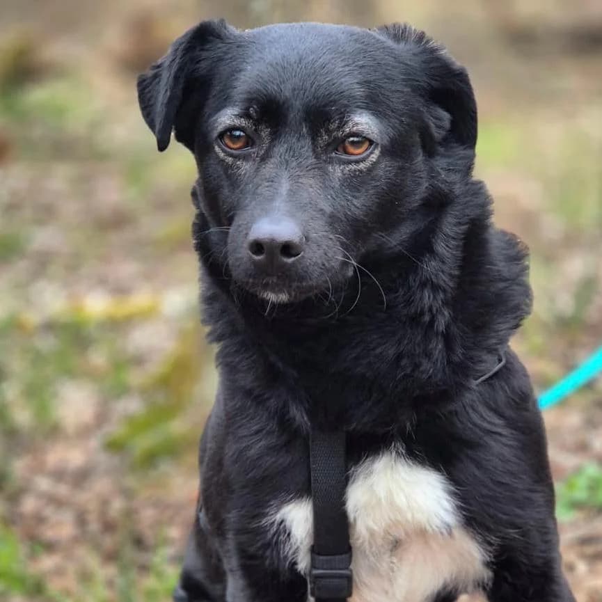 Ole, male Mixed Breed for adoption at Your Heart 4 Rescued Dogs, Yourheart4dogs — photo 3 of 12