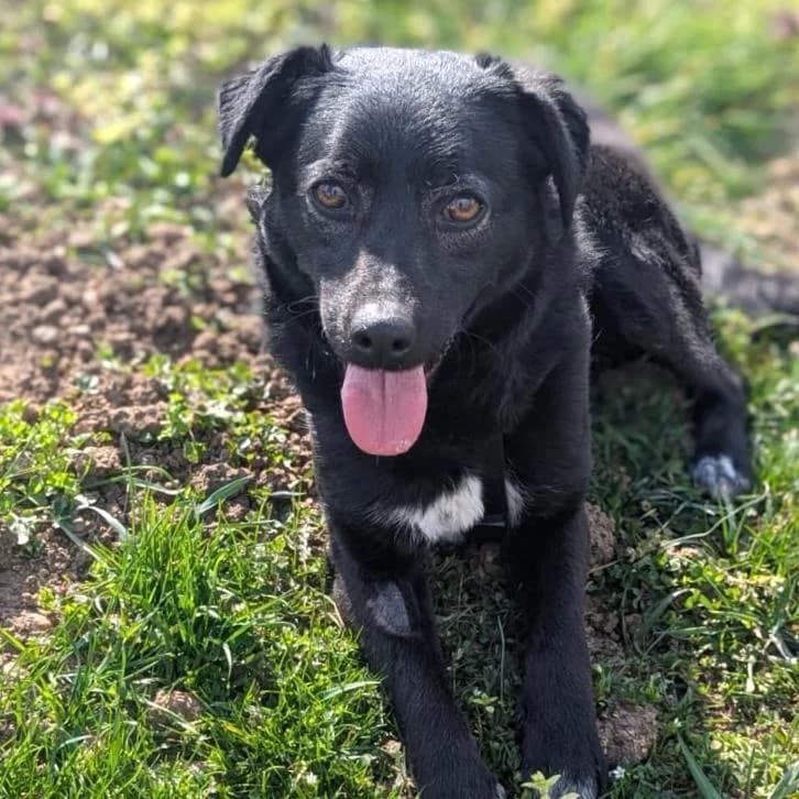 Ole, male Mixed Breed for adoption at Your Heart 4 Rescued Dogs, Yourheart4dogs — photo 4 of 12