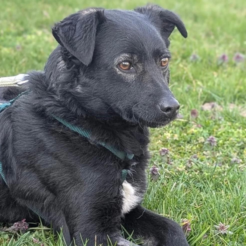 Ole, male Mixed Breed for adoption at Your Heart 4 Rescued Dogs, Yourheart4dogs — photo 5 of 12