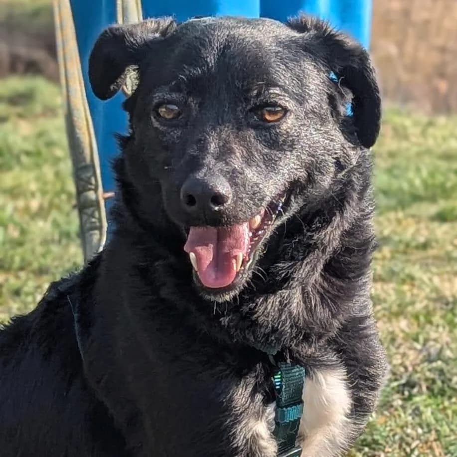 Ole, male Mixed Breed for adoption at Your Heart 4 Rescued Dogs, Yourheart4dogs — photo 6 of 12