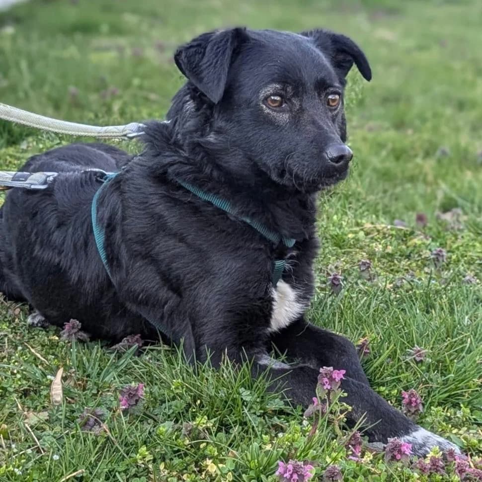 Ole, male Mixed Breed for adoption at Your Heart 4 Rescued Dogs, Yourheart4dogs — photo 7 of 12