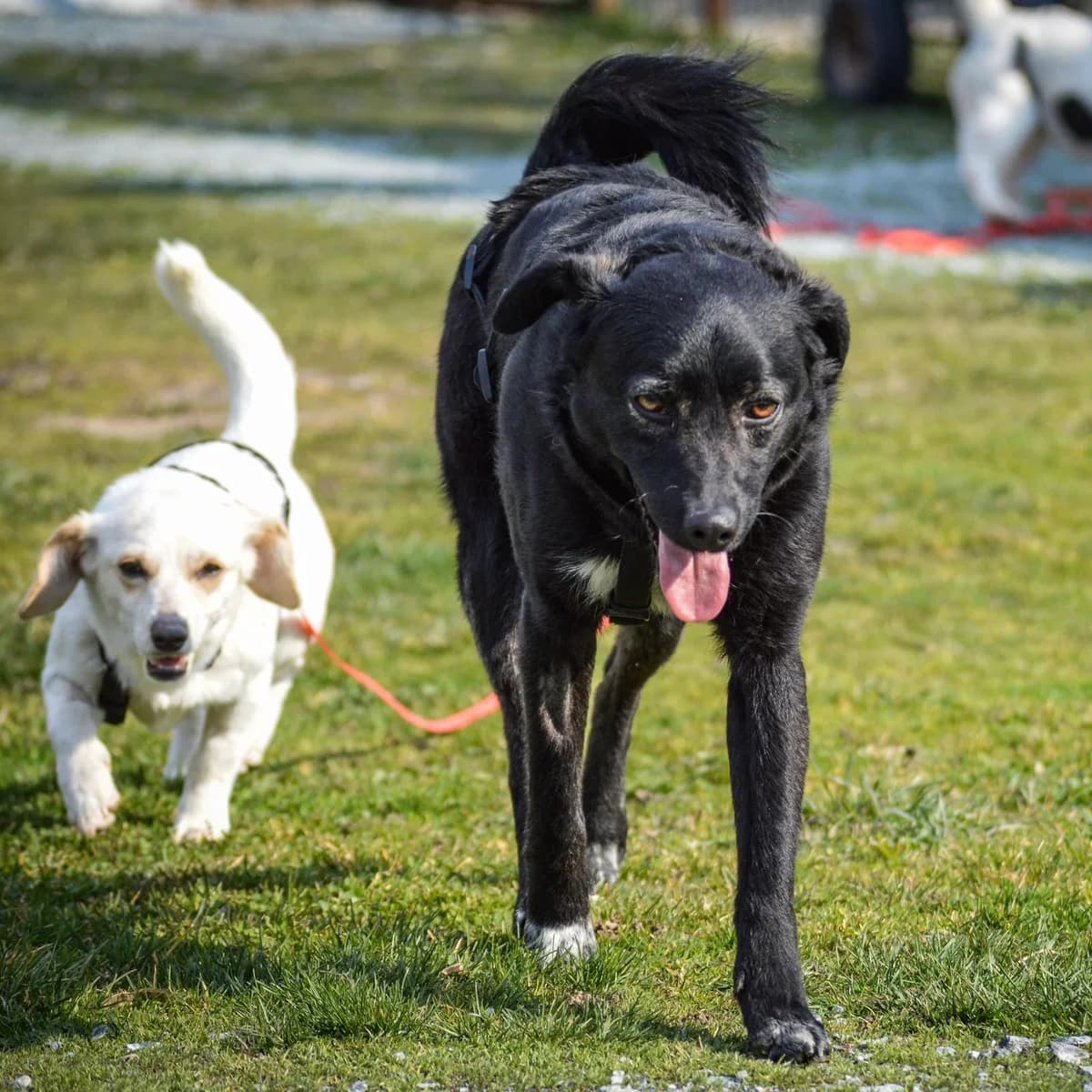 Ole, male Mixed Breed for adoption at Your Heart 4 Rescued Dogs, Yourheart4dogs — photo 8 of 12