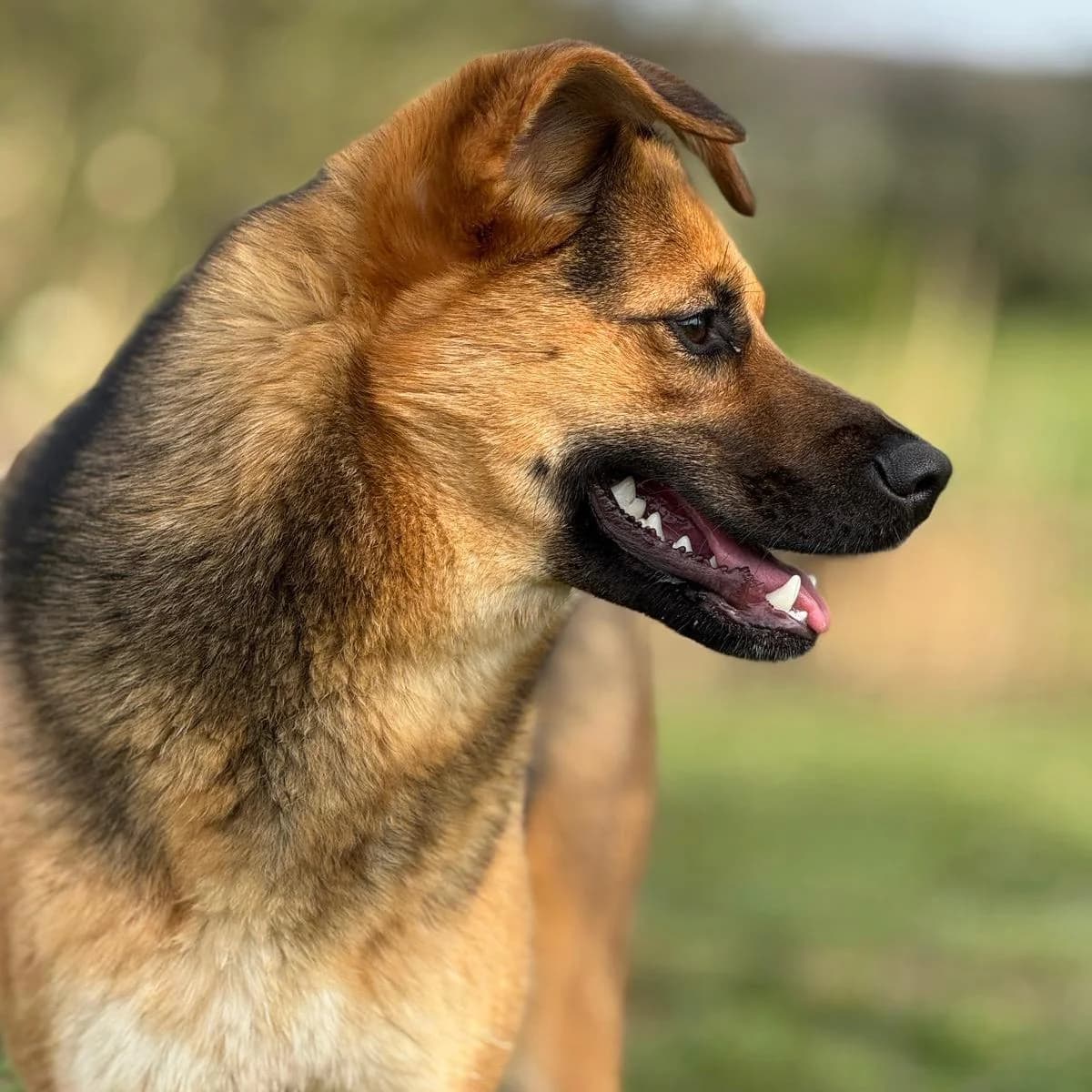 Perec, female Mixed Breed for adoption at Your Heart 4 Rescued Dogs, Yourheart4dogs