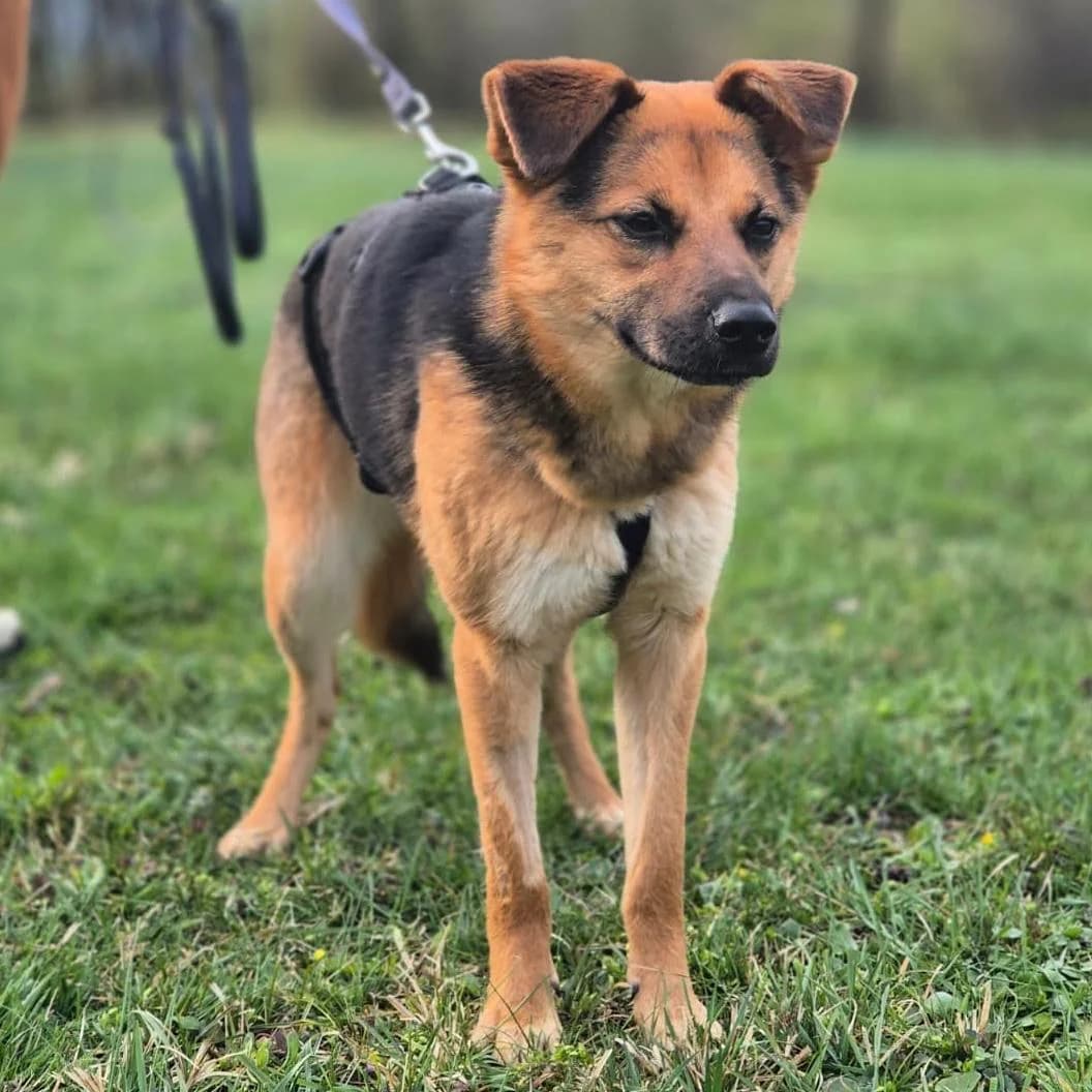 Perec, female Mixed Breed for adoption at Your Heart 4 Rescued Dogs, Yourheart4dogs — photo 2 of 12