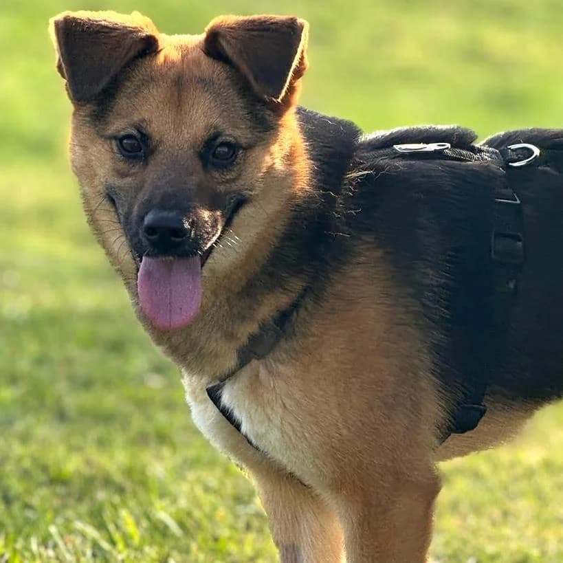 Perec, female Mixed Breed for adoption at Your Heart 4 Rescued Dogs, Yourheart4dogs — photo 3 of 12