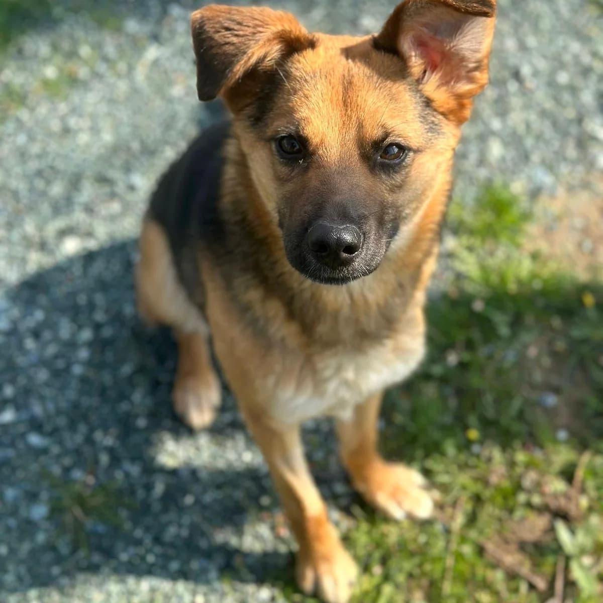 Perec, female Mixed Breed for adoption at Your Heart 4 Rescued Dogs, Yourheart4dogs — photo 4 of 12