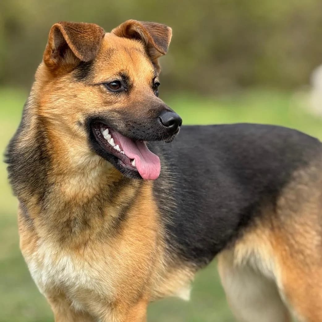 Perec, female Mixed Breed for adoption at Your Heart 4 Rescued Dogs, Yourheart4dogs — photo 5 of 12