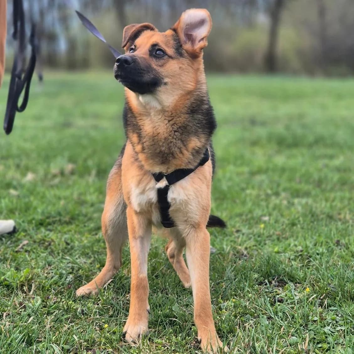 Perec, female Mixed Breed for adoption at Your Heart 4 Rescued Dogs, Yourheart4dogs — photo 6 of 12