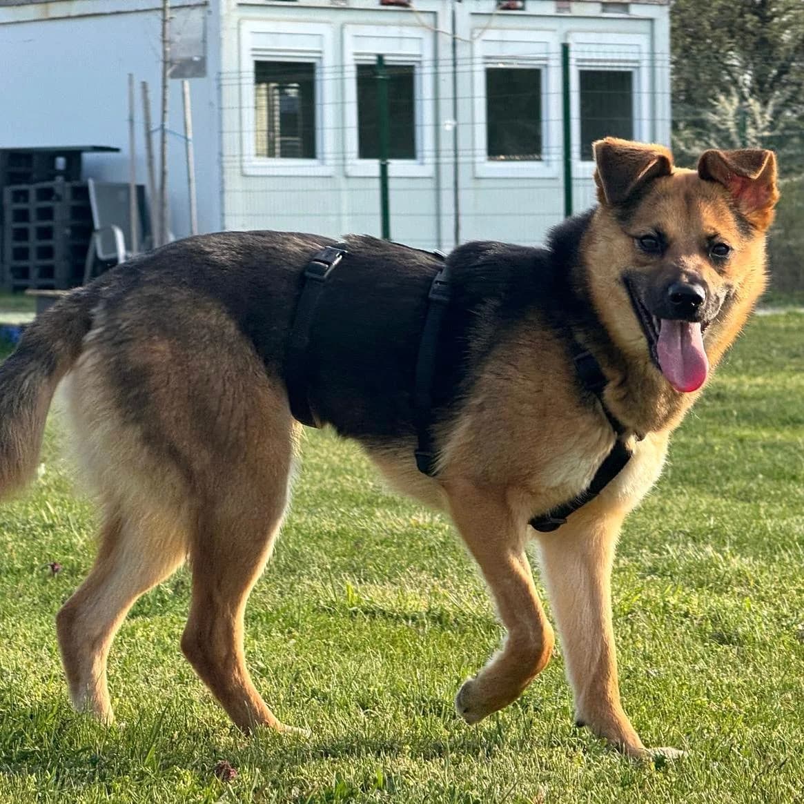 Perec, female Mixed Breed for adoption at Your Heart 4 Rescued Dogs, Yourheart4dogs — photo 7 of 12