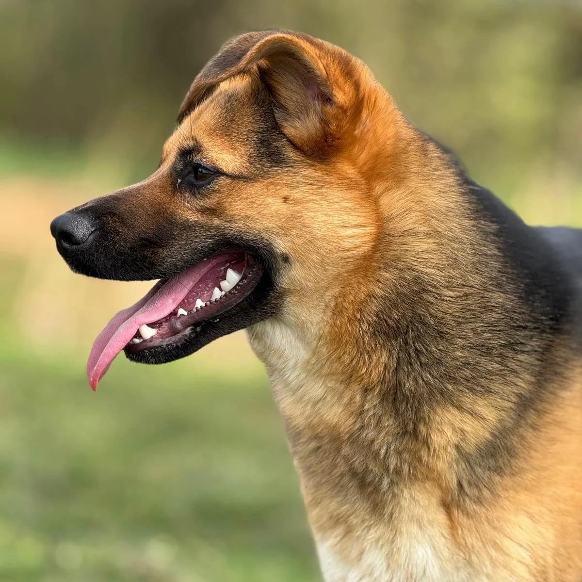 Perec, female Mixed Breed for adoption at Your Heart 4 Rescued Dogs, Yourheart4dogs — photo 8 of 12