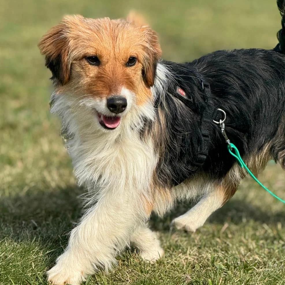 Phoebe, female Mixed Breed for adoption at Your Heart 4 Rescued Dogs, Yourheart4dogs