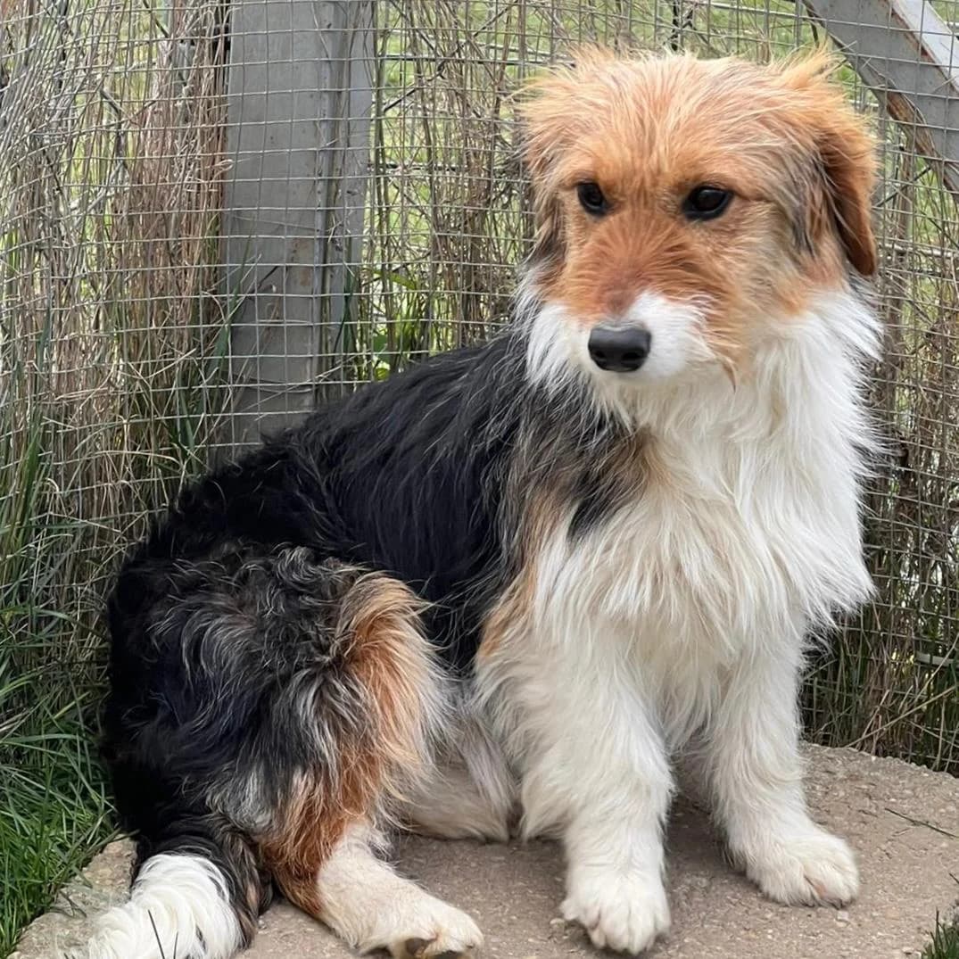 Phoebe, female Mixed Breed for adoption at Your Heart 4 Rescued Dogs, Yourheart4dogs — photo 2 of 12