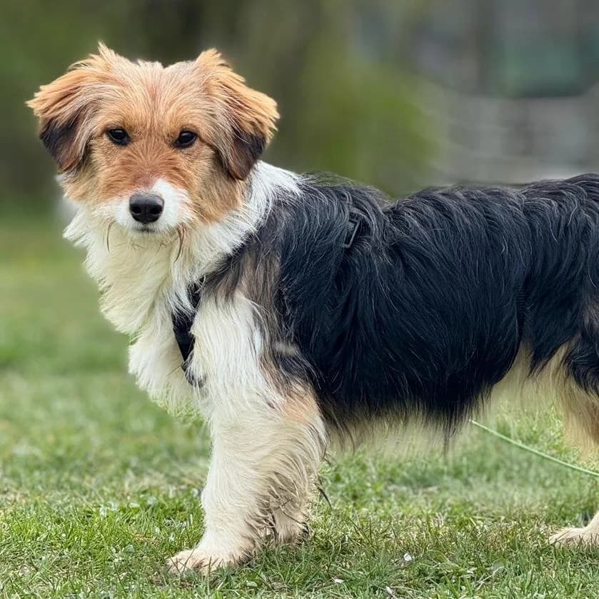 Phoebe, female Mixed Breed for adoption at Your Heart 4 Rescued Dogs, Yourheart4dogs — photo 3 of 12