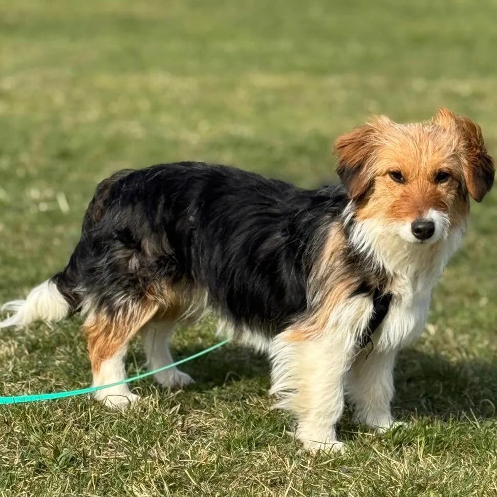 Phoebe, female Mixed Breed for adoption at Your Heart 4 Rescued Dogs, Yourheart4dogs — photo 4 of 12