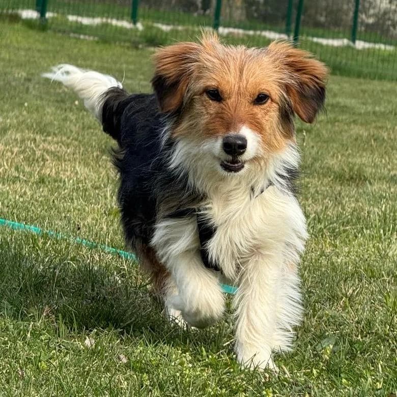 Phoebe, female Mixed Breed for adoption at Your Heart 4 Rescued Dogs, Yourheart4dogs — photo 5 of 12