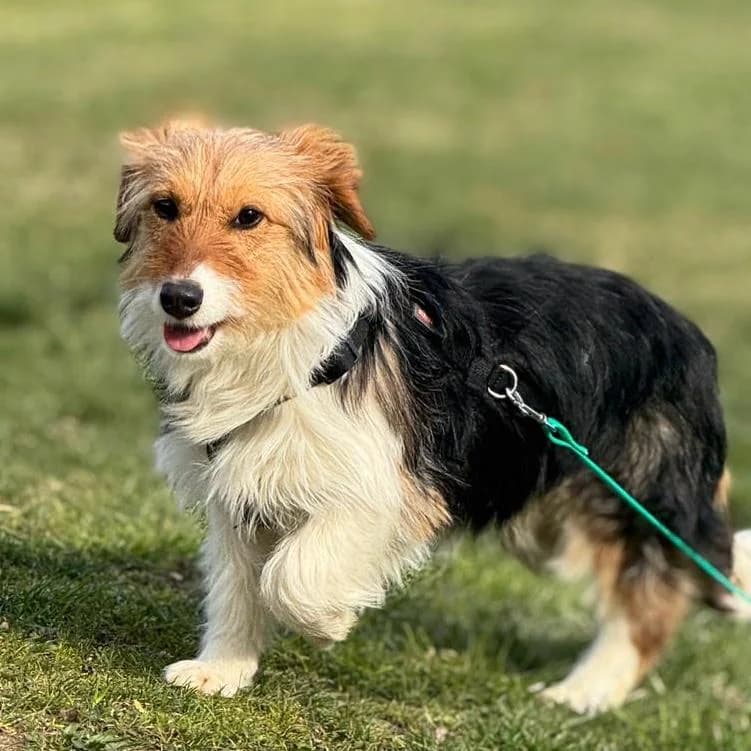 Phoebe, female Mixed Breed for adoption at Your Heart 4 Rescued Dogs, Yourheart4dogs — photo 6 of 12