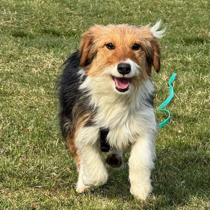 Phoebe, female Mixed Breed for adoption at Your Heart 4 Rescued Dogs, Yourheart4dogs — photo 7 of 12