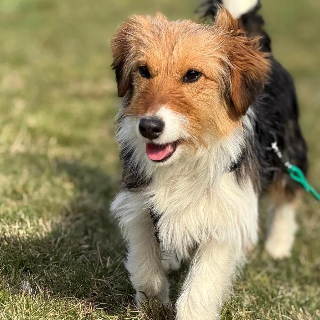 Phoebe, female Mixed Breed for adoption at Your Heart 4 Rescued Dogs, Yourheart4dogs — photo 8 of 12