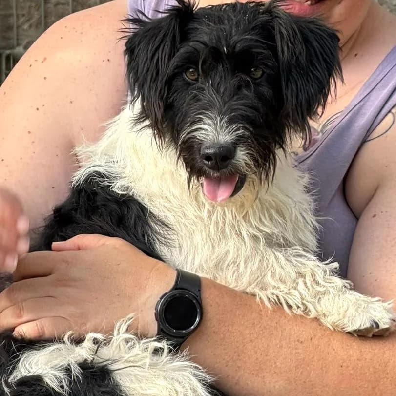 Picur, female puppy Mixed Breed for adoption at Your Heart 4 Rescued Dogs, Yourheart4dogs