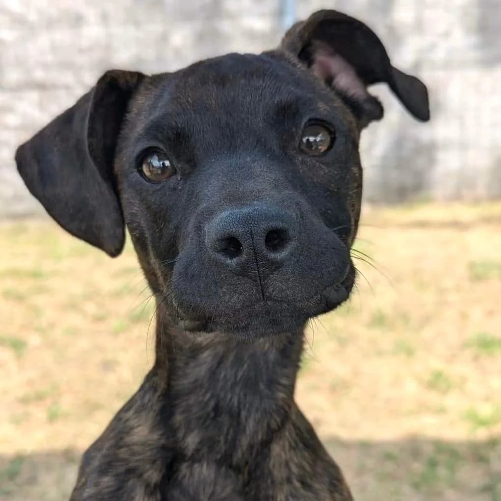 Rani,  puppy Mixed Breed for adoption at Your Heart 4 Rescued Dogs, Yourheart4dogs