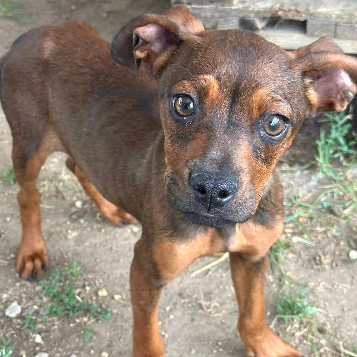 Rio,  puppy Mixed Breed for adoption at Your Heart 4 Rescued Dogs, Yourheart4dogs