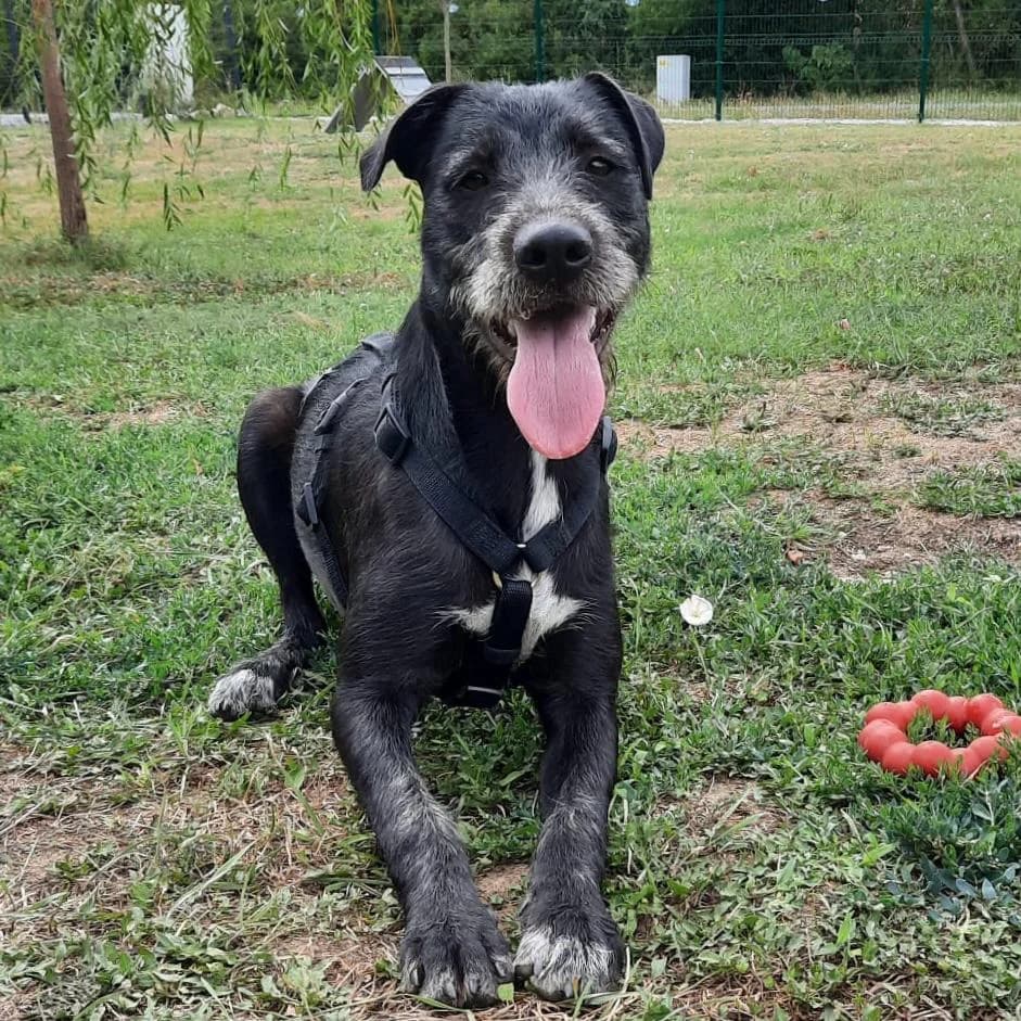 Rocky, male young Mixed Breed for adoption at Your Heart 4 Rescued Dogs, Yourheart4dogs