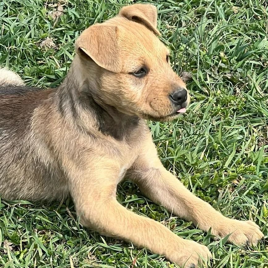 Sherlock,  Mixed Breed for adoption at Your Heart 4 Rescued Dogs, Yourheart4dogs