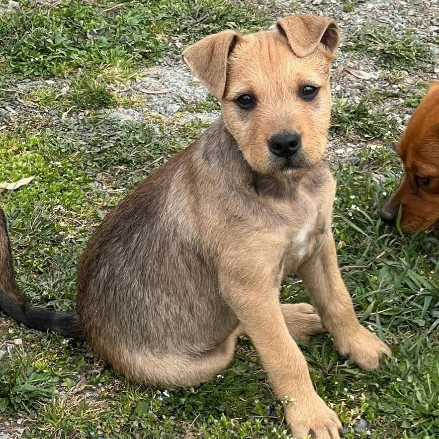 Sherlock,  Mixed Breed for adoption at Your Heart 4 Rescued Dogs, Yourheart4dogs — photo 2 of 12